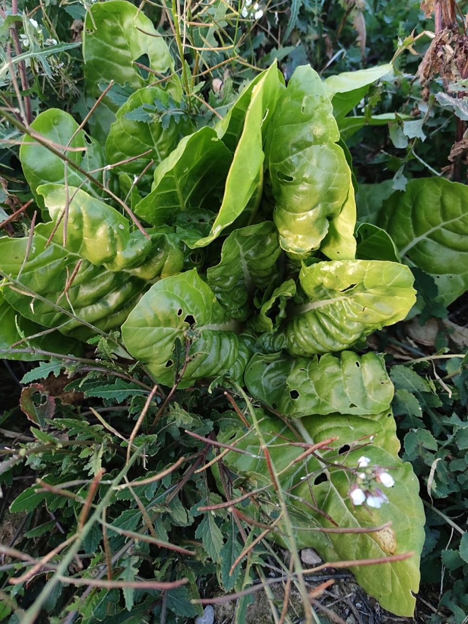 瓦伦西亚郊外野生的"甜菜"—acelga 也叫"莙荙菜","牛皮菜"或"厚皮菜"