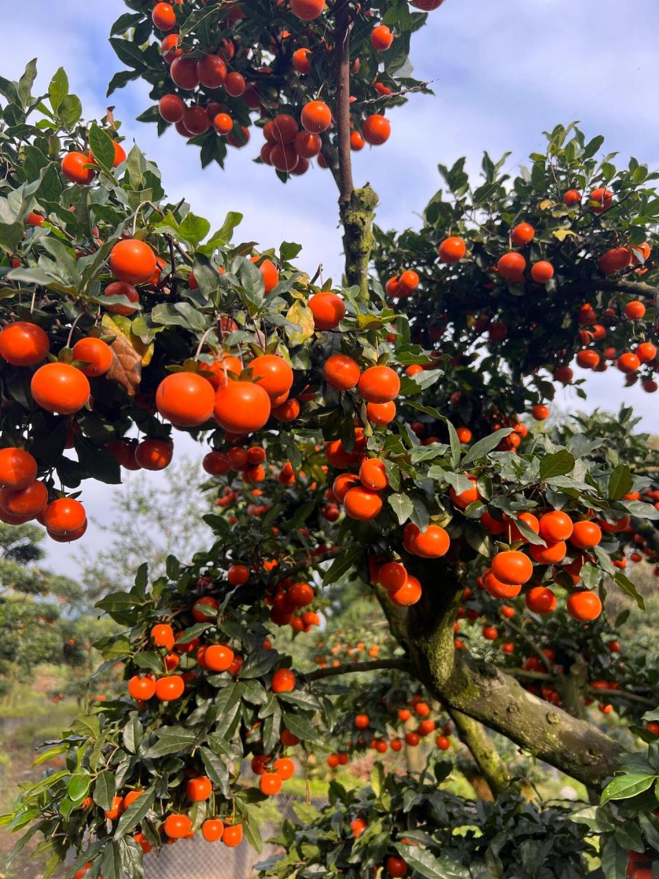 原生金弹子地景 金弹子果子品类众多,果形各异,色彩靓丽,是观果品种