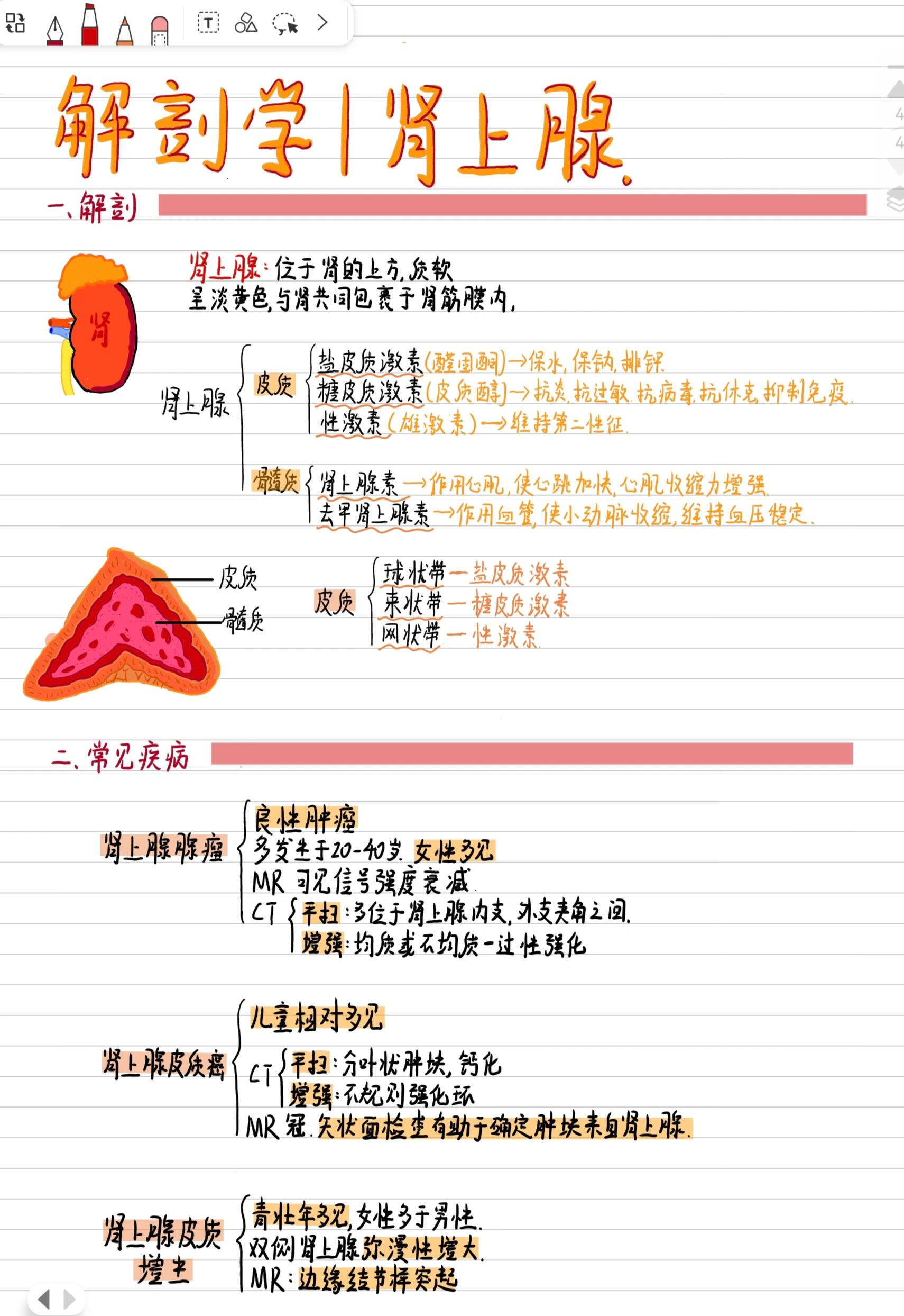 无纸化学习-超详细肾上腺解剖