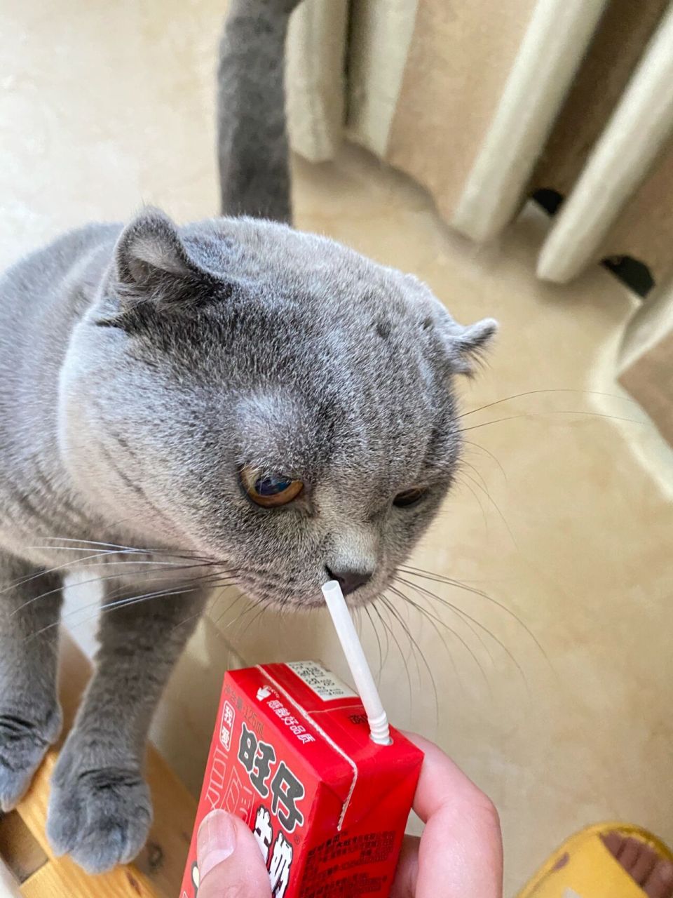 小猫咪可以喝旺仔吗 自从有一次给它尝了一下旺仔的味道,后面每次喝它