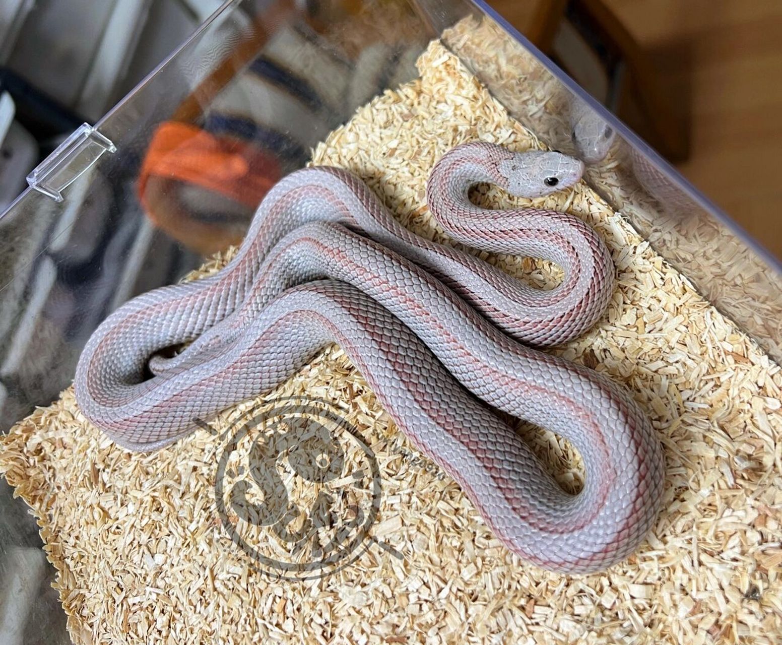 玉米蛇 超白煤渣直线  漂亮的超白渣直,这条有着特别明显的红线 在同