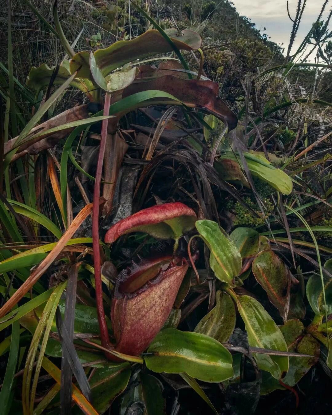 马来王猪笼草nepenthes rajah 婆罗洲马来西亚特有的热带食虫植物,其