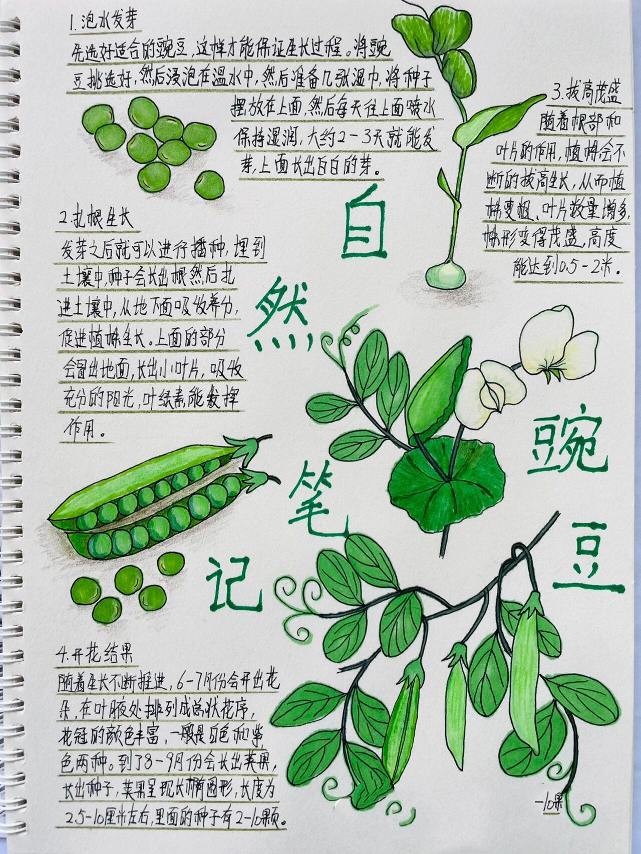 原创自然笔记