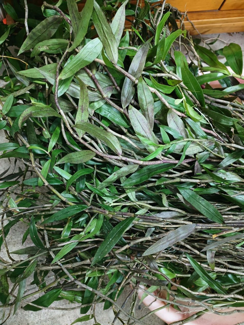 紫皮石斛 健脾益胃功效:紫皮石斛可入脾经和胃经,具有滋补脾胃的作用