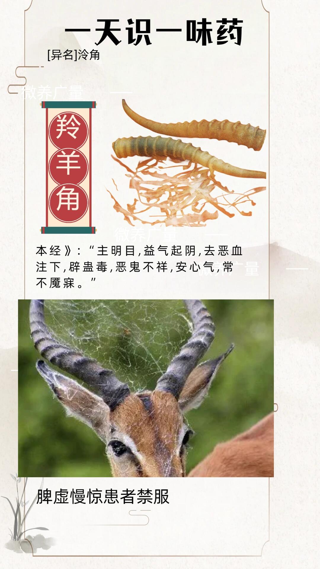 每天认识一味草药