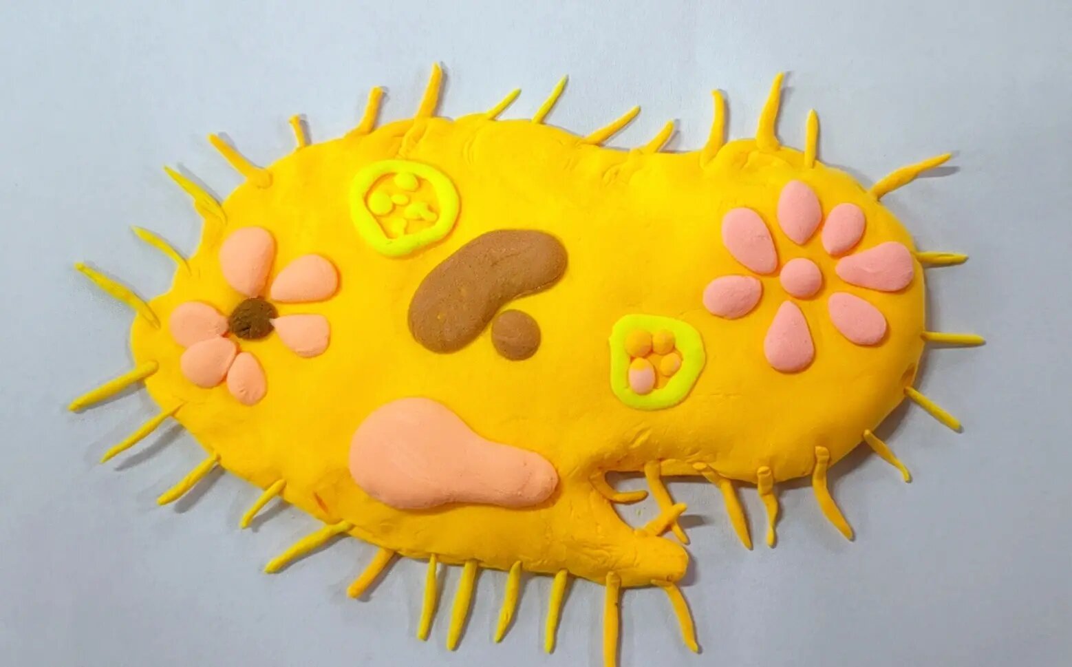 初中生物—草履虫模型制作 社团活动:用泡泡泥制作草履虫模型 部分