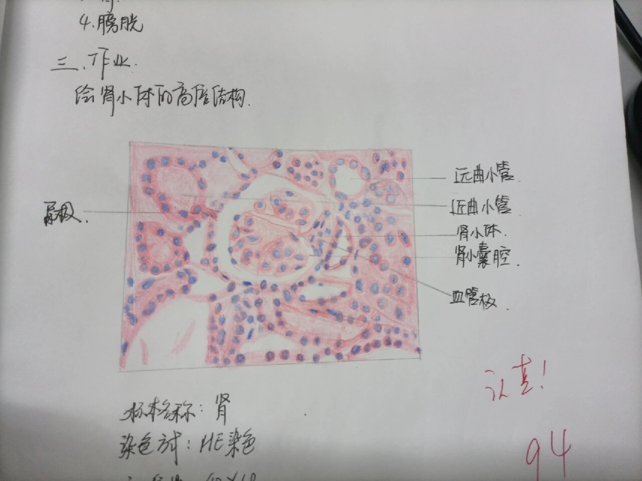 肾小体红蓝铅笔绘图图片