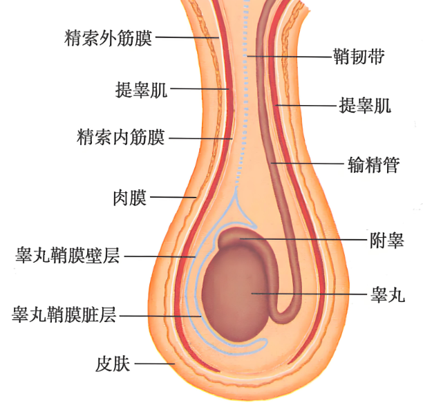 阴囊是男性外生殖器的一部分,就在阴茎根部下面