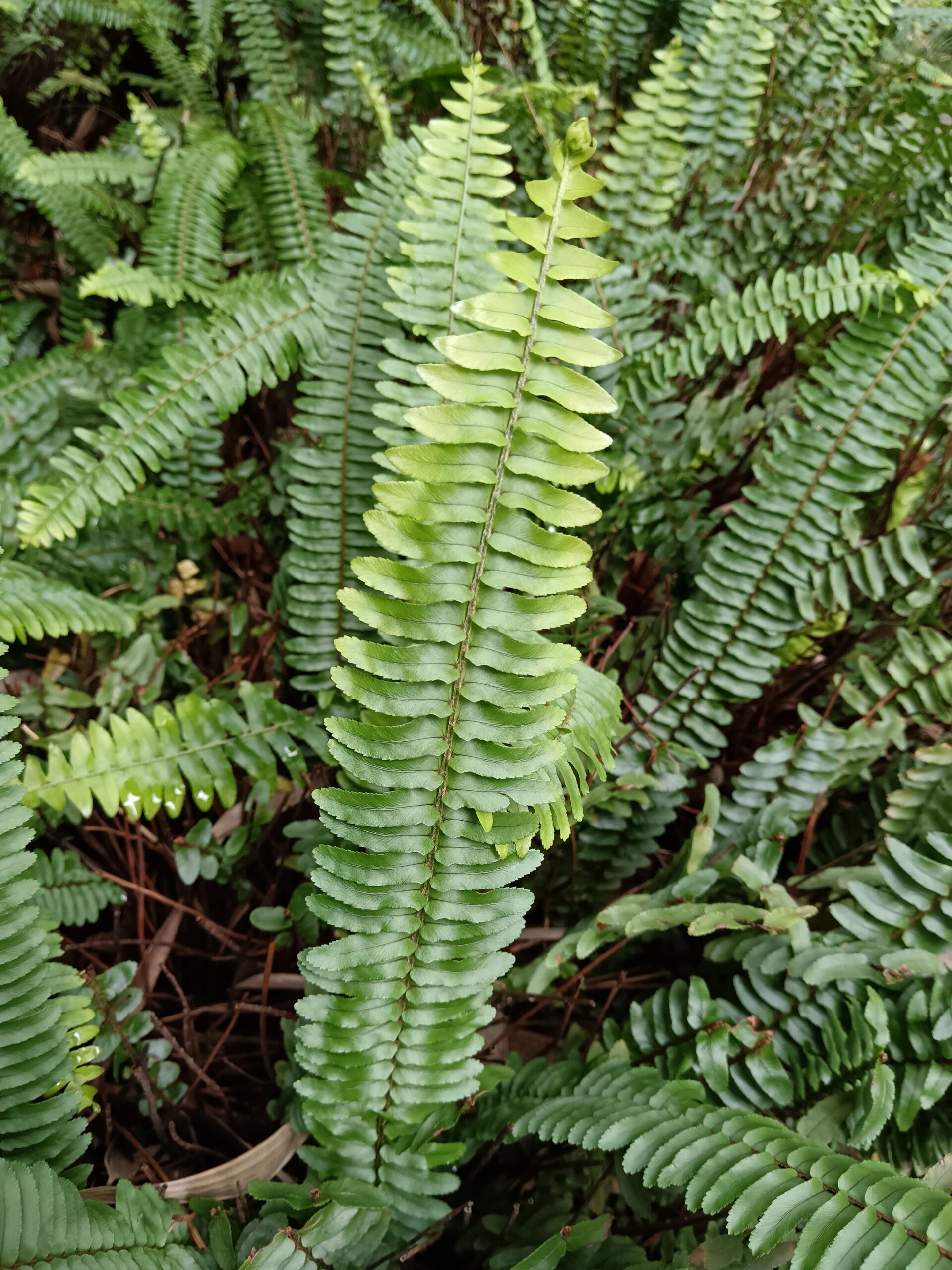 认识身边的植物——肾蕨