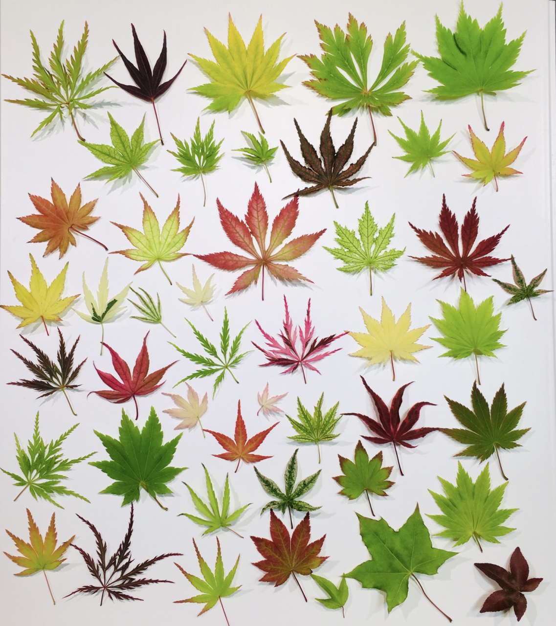 来一组枫叶春图! 每年的枫树色彩都有变化!小伙伴们有记录吗?