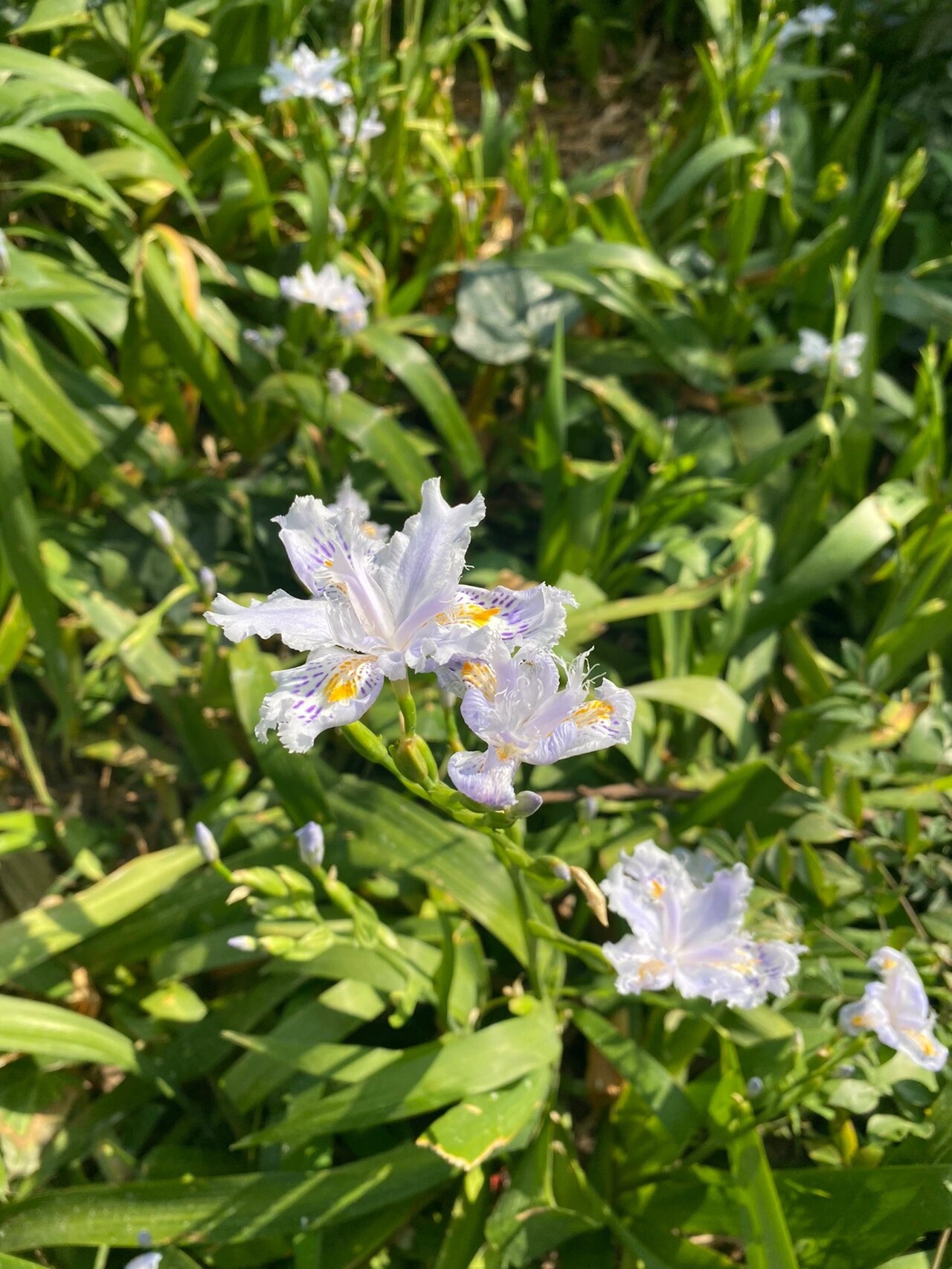 扁竹兰 扁竹兰(学名:iris confusa sealy)是鸢尾科鸢尾属植物,多年生