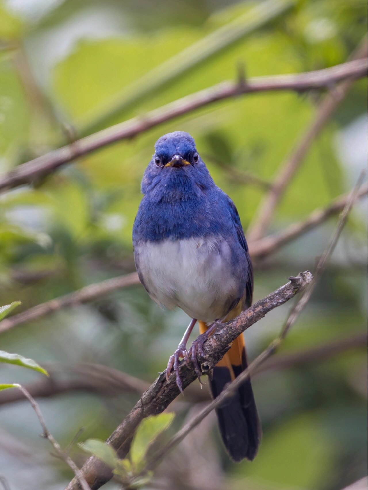 白腹短翅鸲颜值颇高,雄鸟的头胸及上体是宝石青石蓝色;腹部是白的.