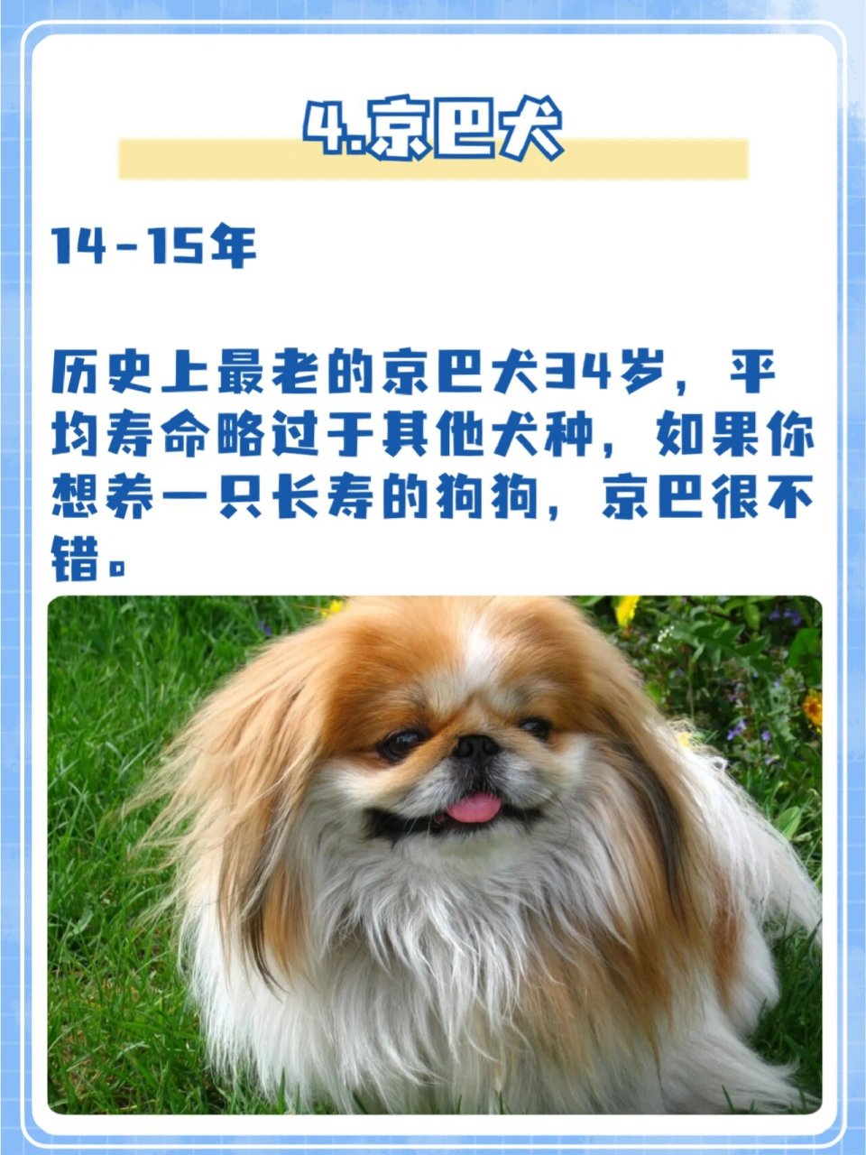 原来这6种狗狗寿命很长!