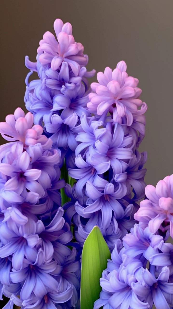 紫色风信子的花语——嫉妒 忧郁的爱