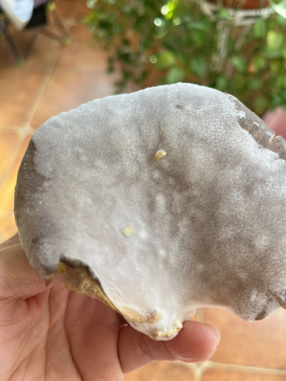 难道是发霉了张毛了?蘑菇