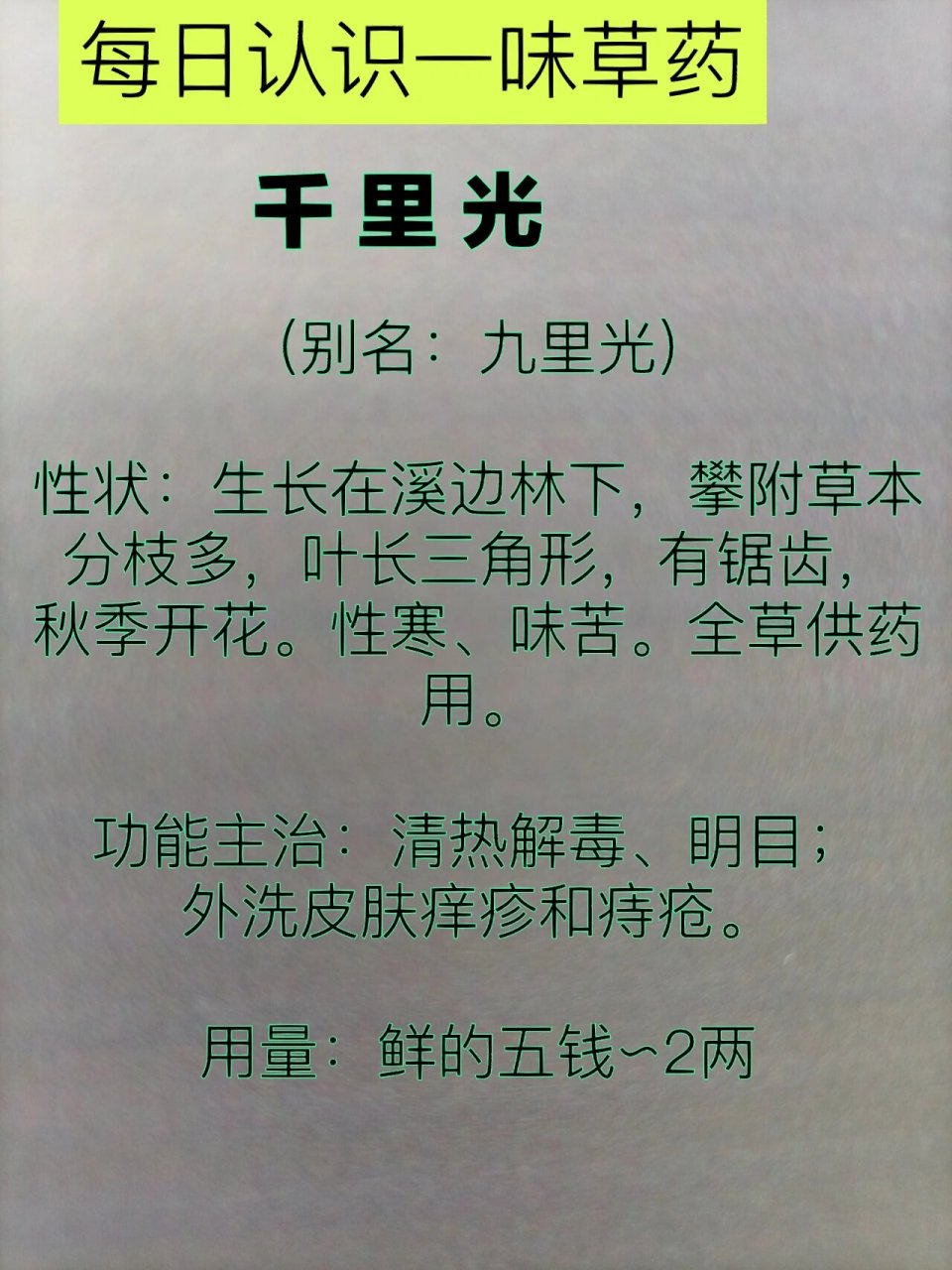 草药:千里光的药用价值