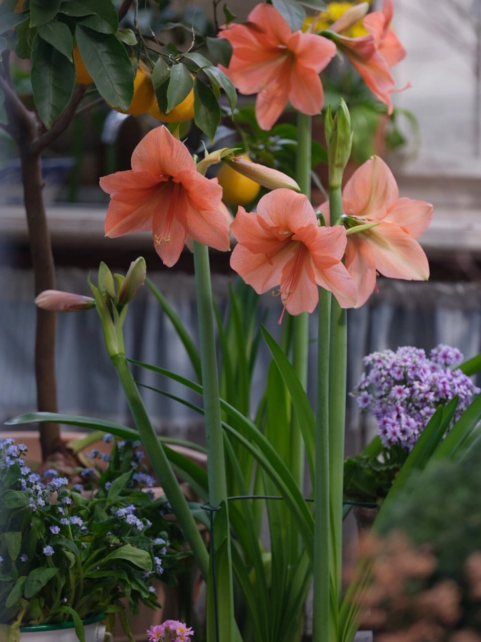 橙色的朱顶红:雷诺娜&橙色的郁金香鹦鹉王