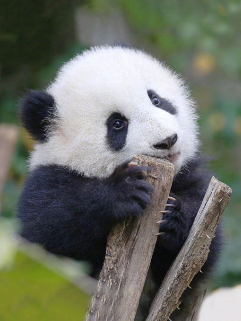 成都大熊猫繁育研究基地61最新最全攻略     来成都必来看我们的网