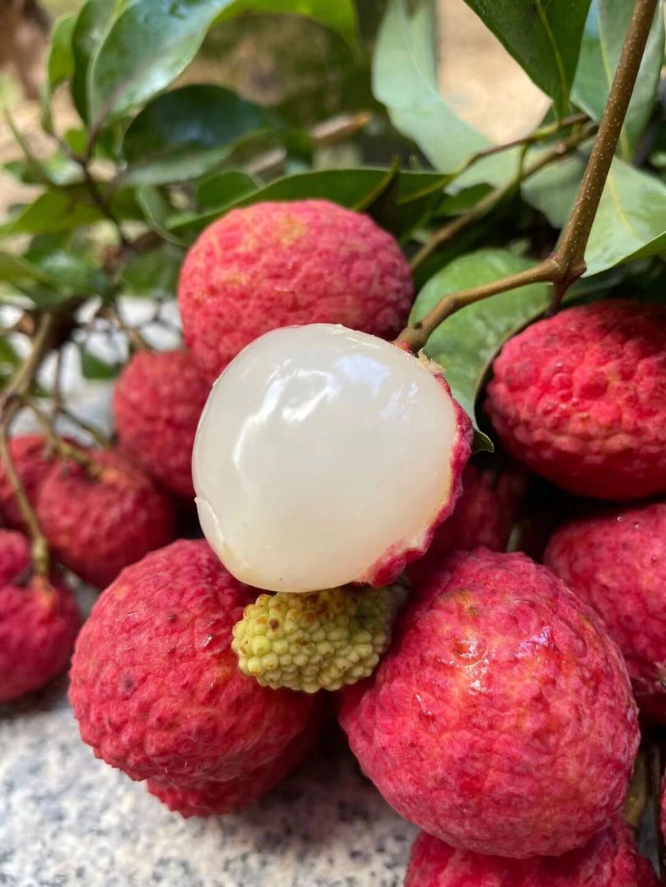 核小肉厚的仙进奉荔枝 没吃过的可以尝一尝   仙进奉表皮鲜红,出落得