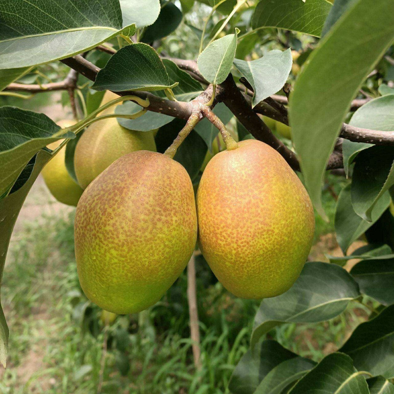 吃一个红香酥梨98既养生又润燥降火 冬日燥,多吃梨98 吃梨自然要