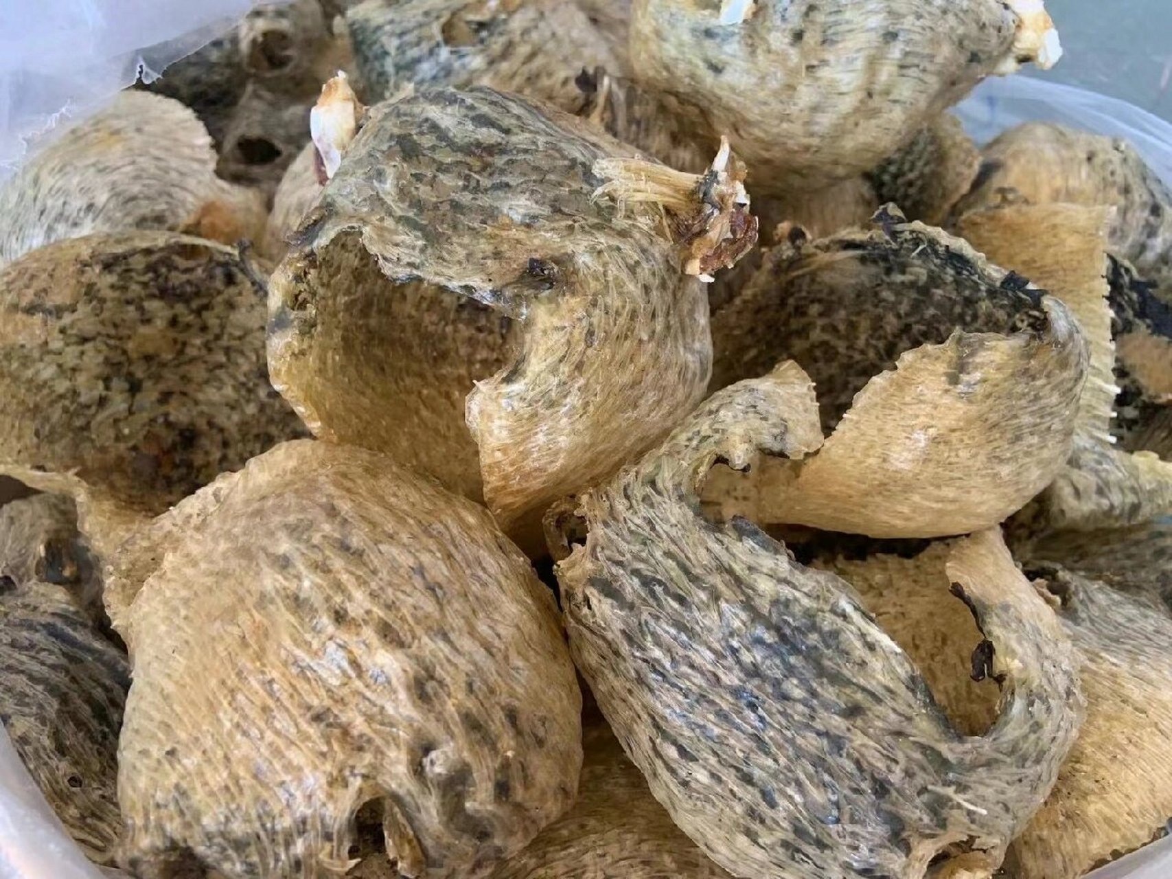 自然晒干野生刺鲍鱼鱼皮 拔刺龟皮,养胃专家97 胃寒必吃97拔刺龟