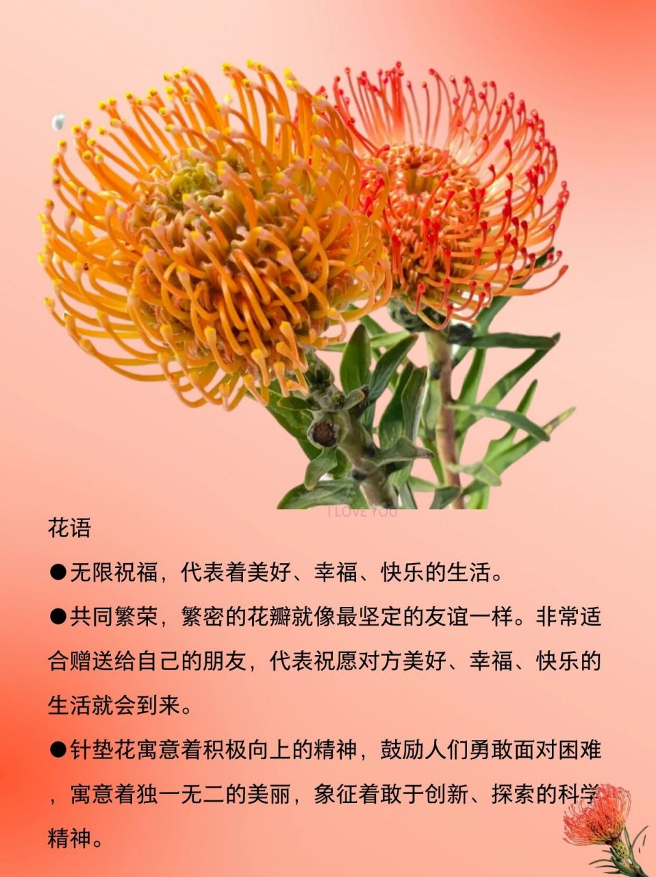 识花系列之南非针垫花 针垫花,山龙眼科的活化石级植物,又名风轮花,针