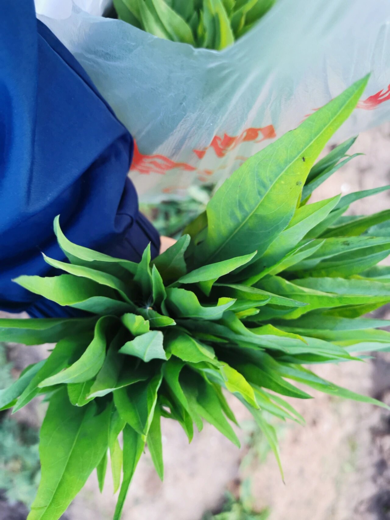 不懂就问,黄鳝草,除了炒和包饺子还能怎么吃