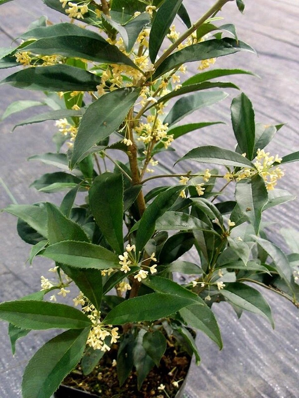 多伦多 佛顶珠 佛顶珠"原产四川成都,为90年代选育的四季桂类品种.