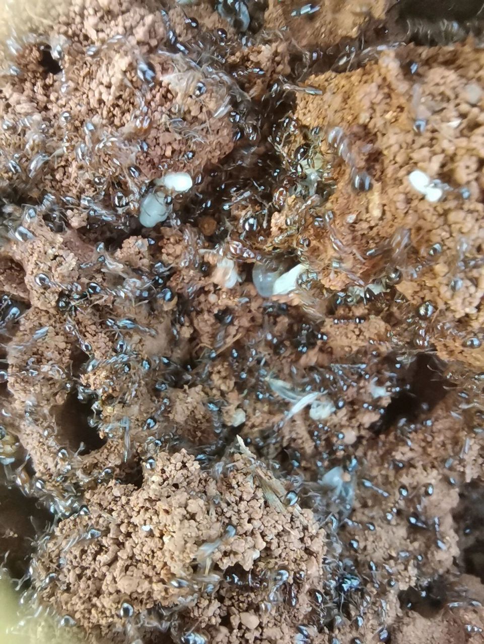 一戳就出来了一大片红火蚁,大家在碰见这种大土堆可千万不要碰,里面