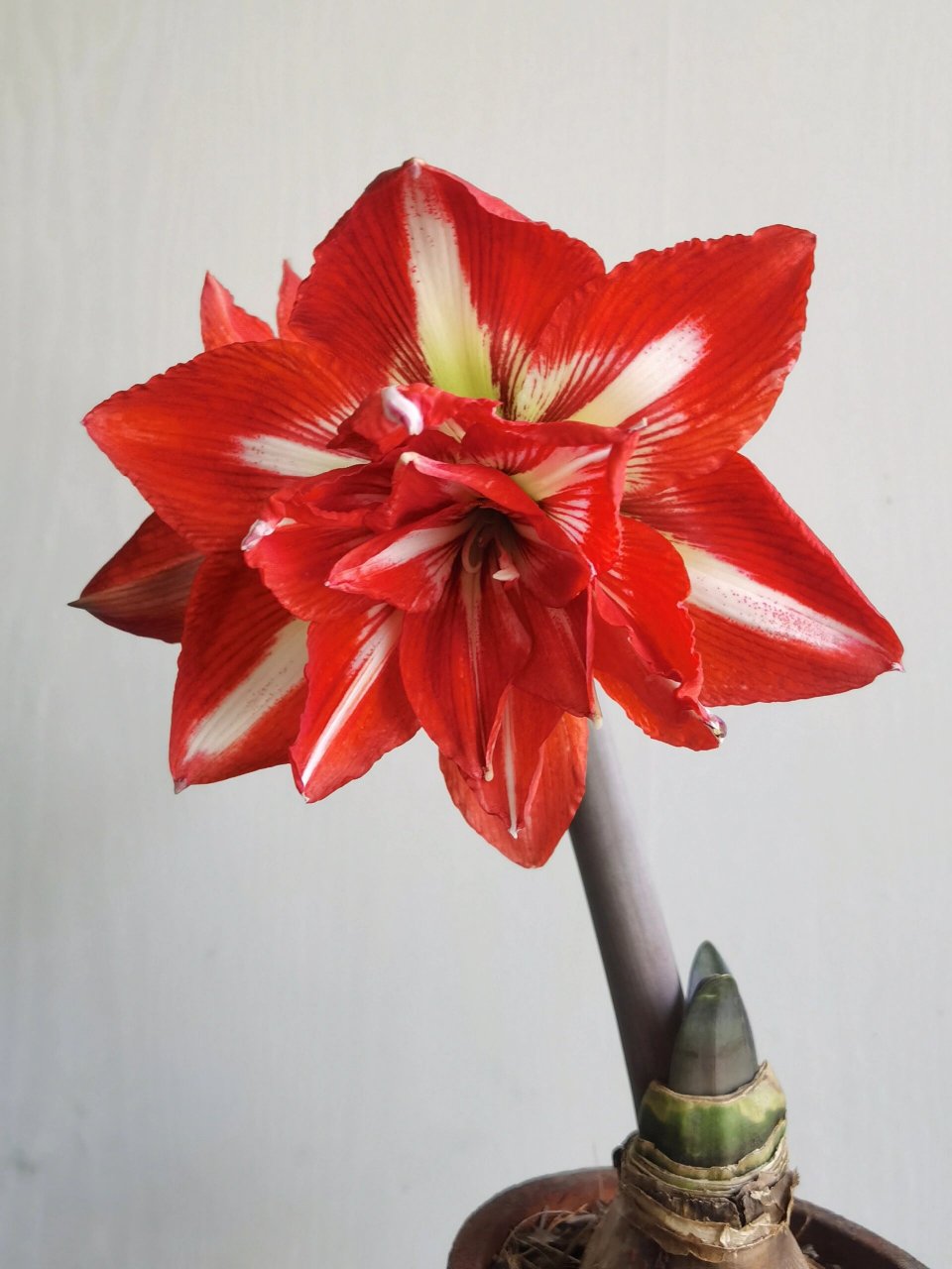 重瓣摇滚乐99这个朱顶红蛮好看 球很小一个就开花了 小小一个还蛮