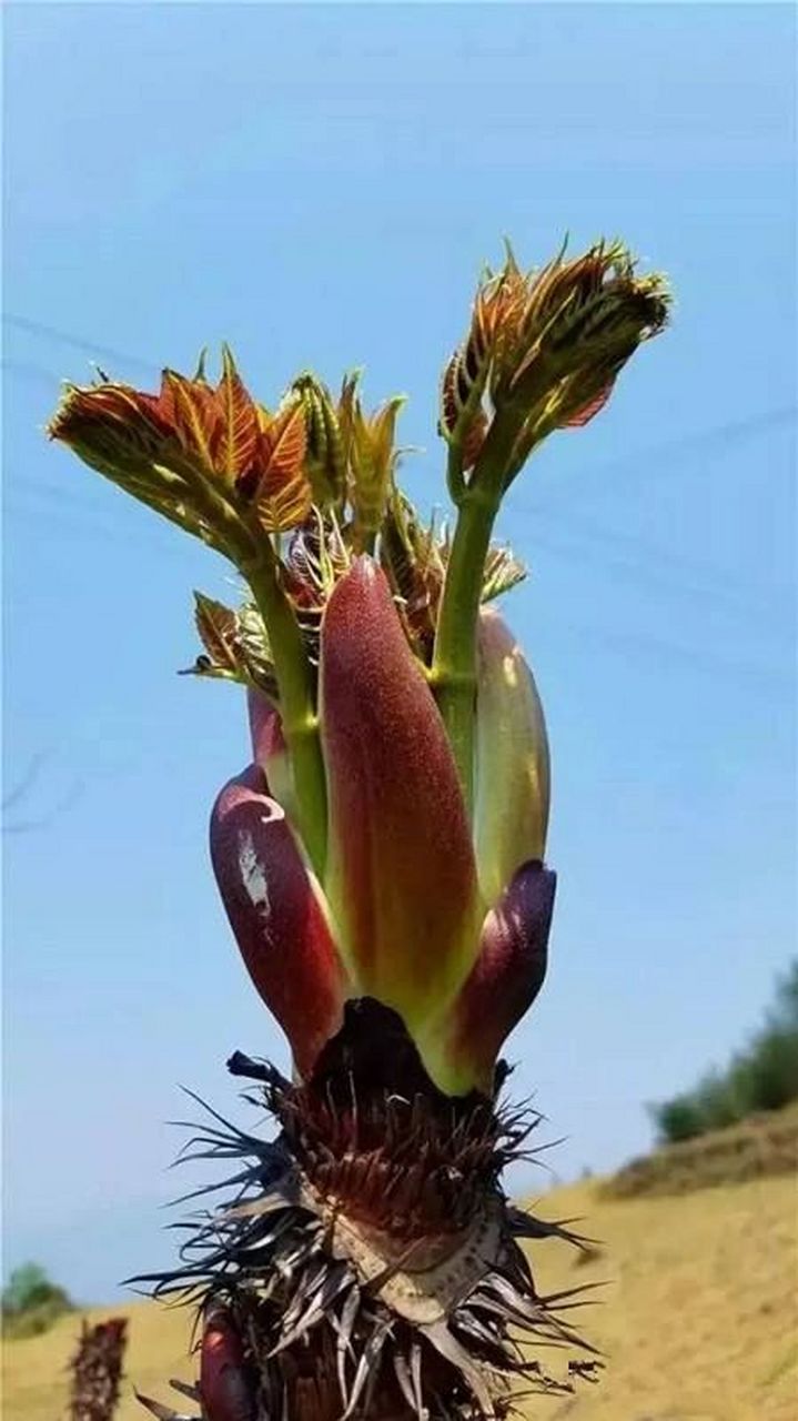 素有"山野菜之王"的刺龙苞上线啦.