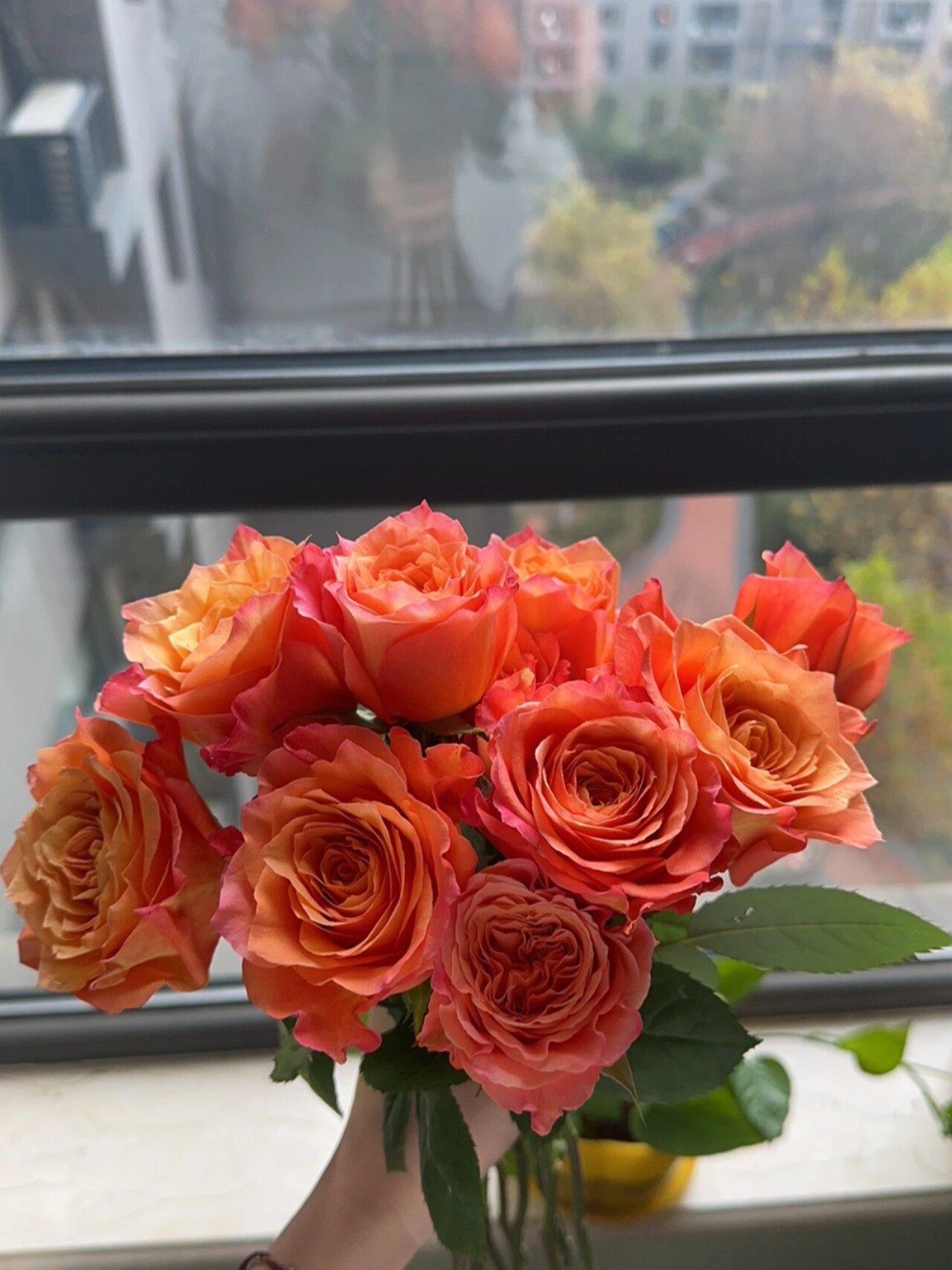 每周一种花语小知识——火灵鸟玫瑰 火灵鸟玫瑰花语 浪漫,自由,无拘束