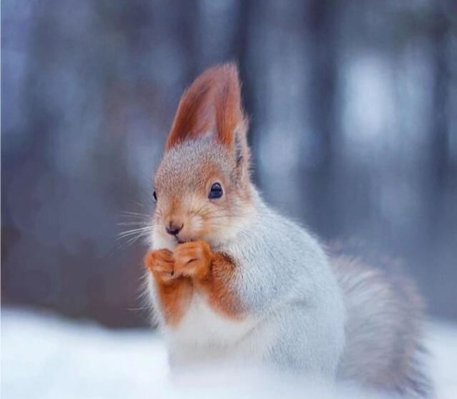 宠物介绍~雪地松鼠 96雪地松鼠的尾毛比较长蓬松,被毛呈灰色,它们的