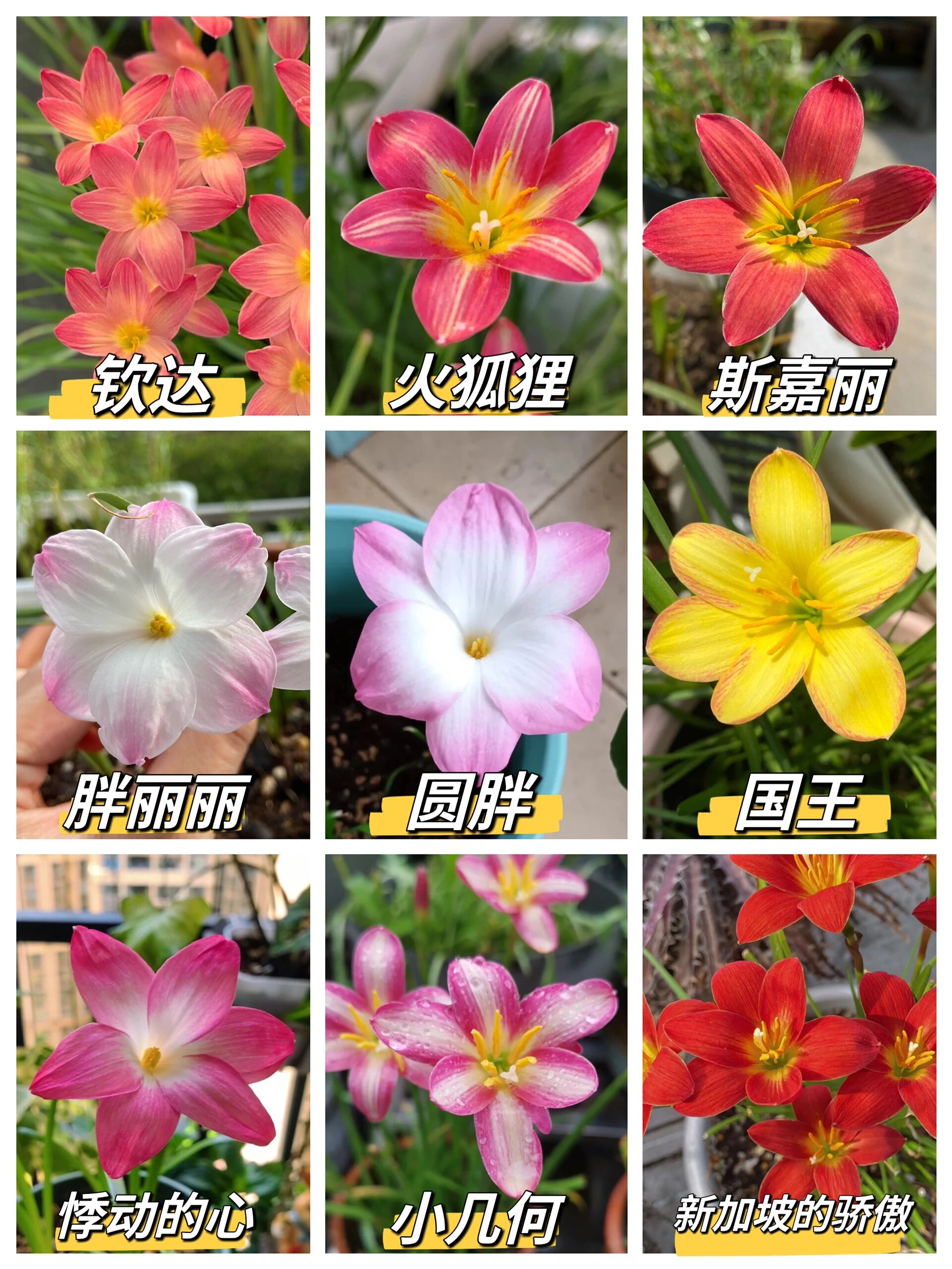 单瓣风雨兰品种合集