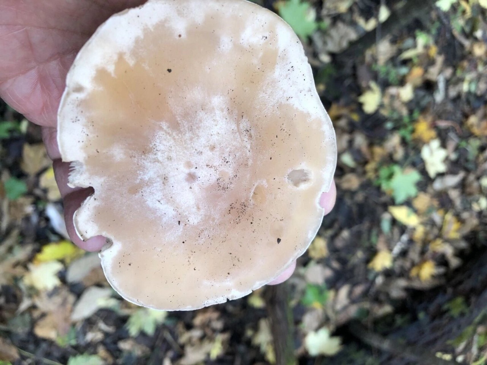 野菌分享篇(七):肉色香蘑 肉色香蘑(lepista irina) 紫丁香蘑的近亲