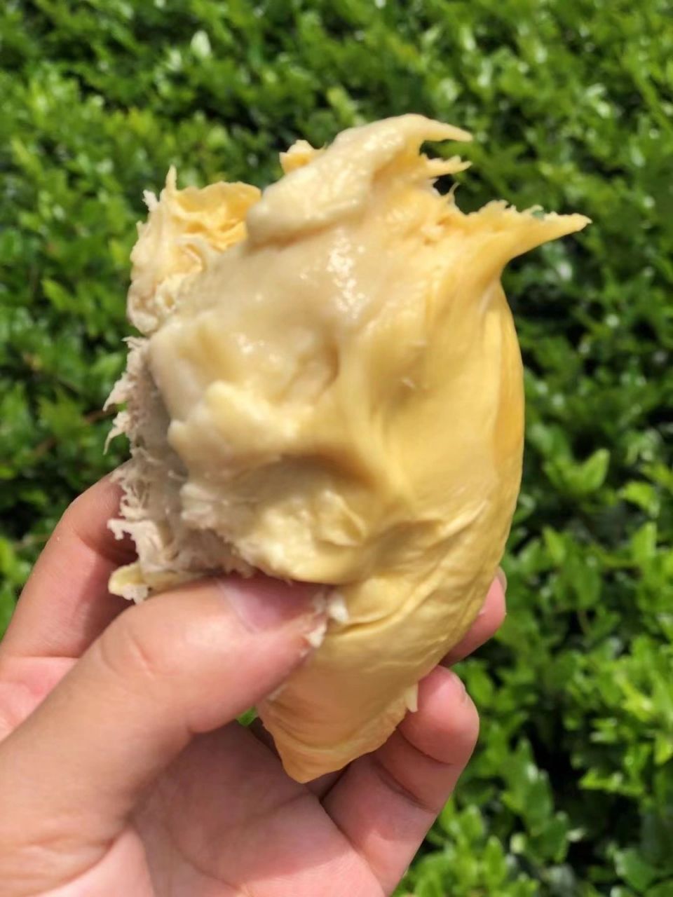 泰国长柄干尧榴莲反馈小果也那么圆附链接 干尧:又叫长柄干尧榴莲,得