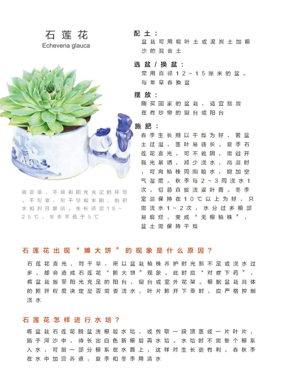 新手种植多肉|石莲花详细养护指南!