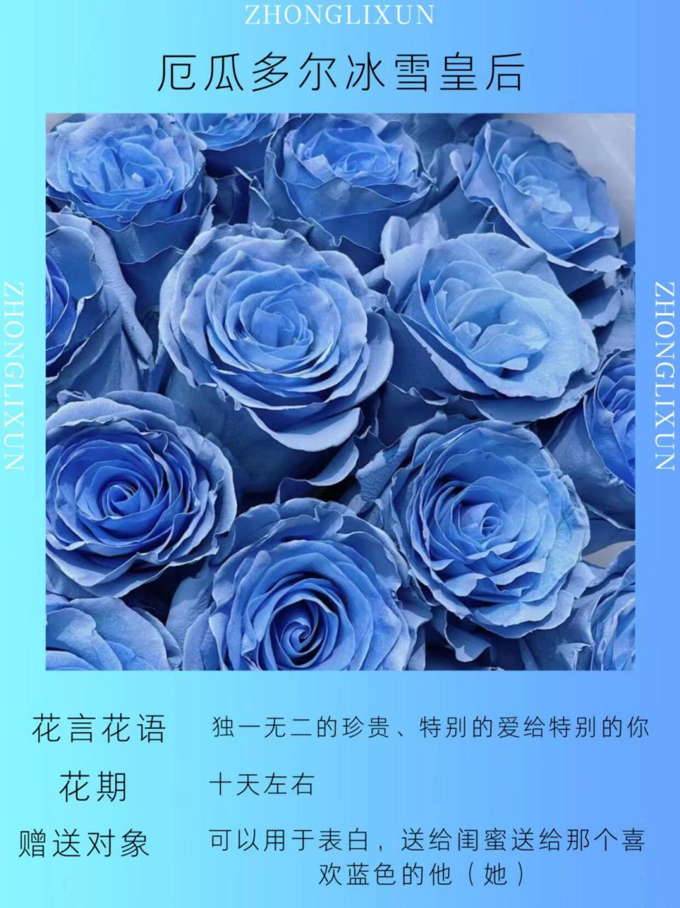 单品认识| 厄瓜多尔进口玫瑰冰雪皇后 厄瓜多尔进口玫瑰冰雪皇后,市面