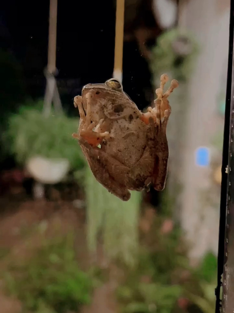 认识青蛙的新睡姿 今天真是开眼界了,先是傍晚看到鸡上树睡觉,晚上又