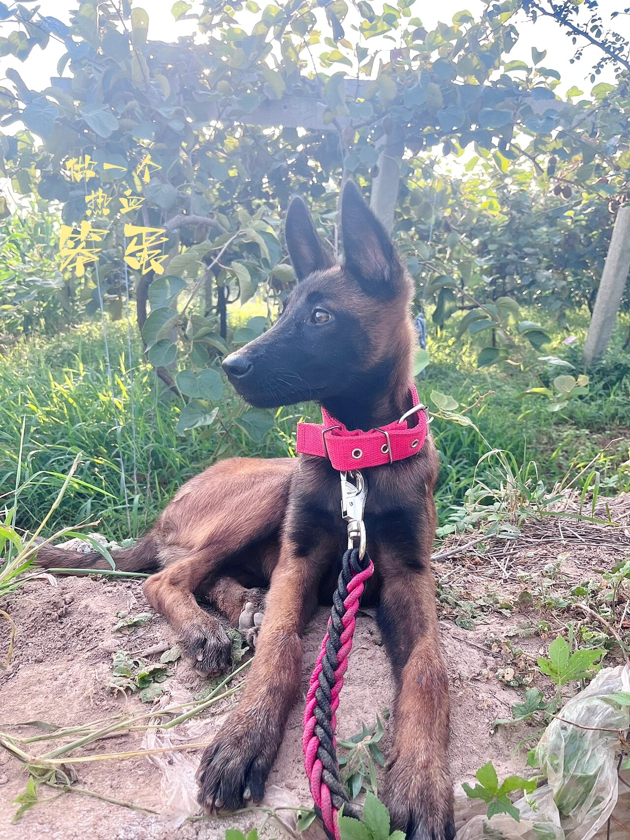 小马犬9845天与1岁前后对比90!