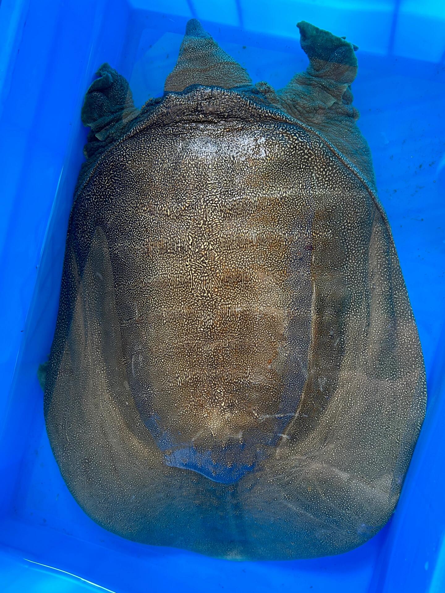 你敢信,这只甲鱼已经九岁了 这是一只七斤的甲鱼,年龄有九岁了,甲鱼