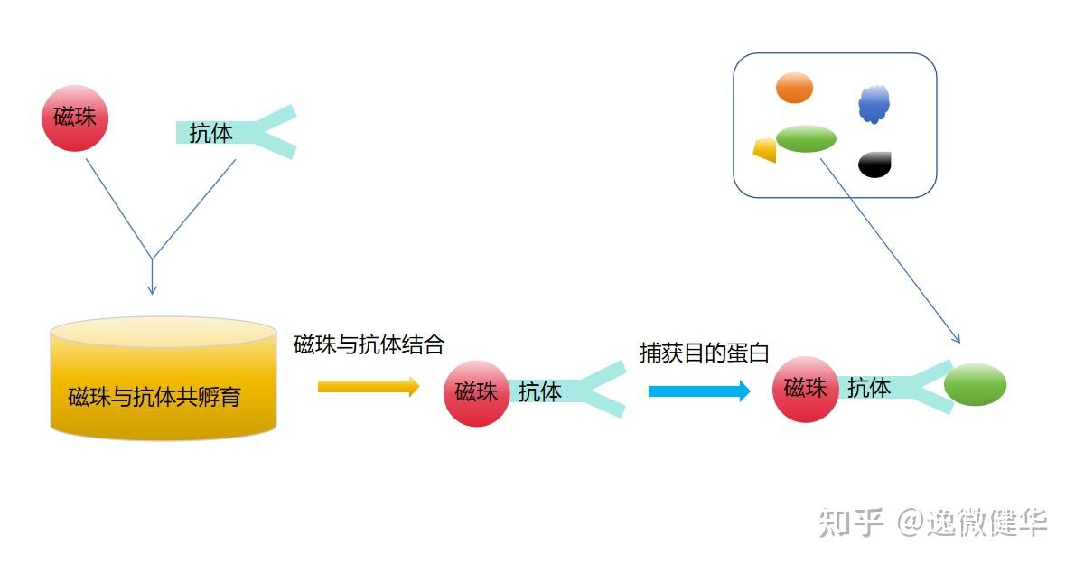 免疫共沉淀流程图图片