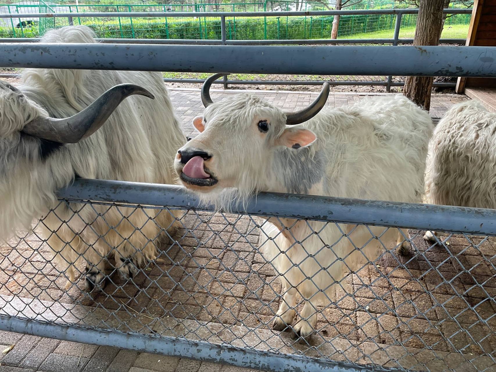 长白岛森林公园游玩攻略|免费的动物园 位置:和平区胜利南街与南堤西