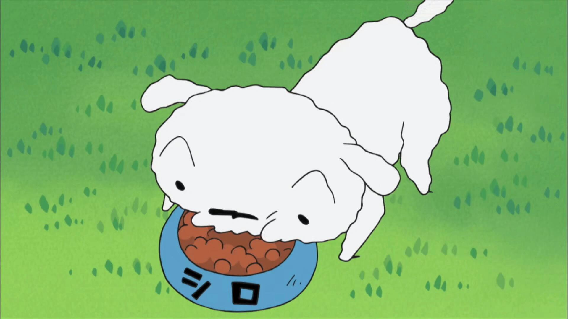 蜡笔小新|乖巧懂事的小白哦! 好想养一只像小白一样懂事的狗狗哦!