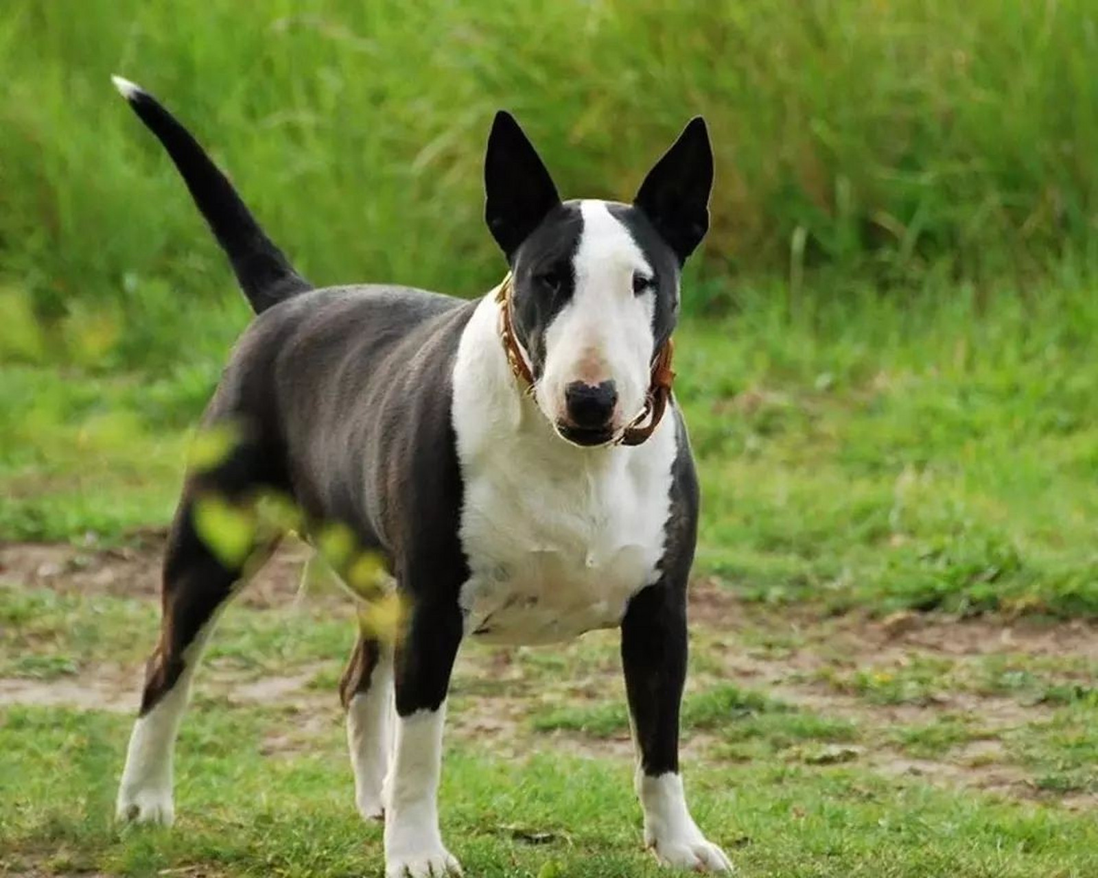 名犬介绍(十七)——牛头梗 牛头11(bull terrier)这一品种有两个品