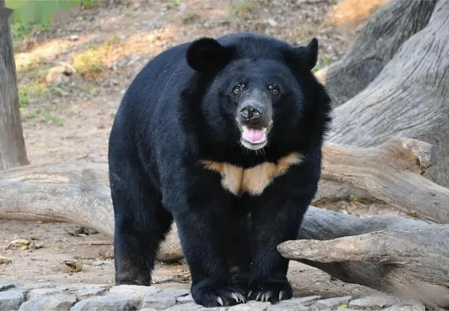 黑瞎子真是不要命!