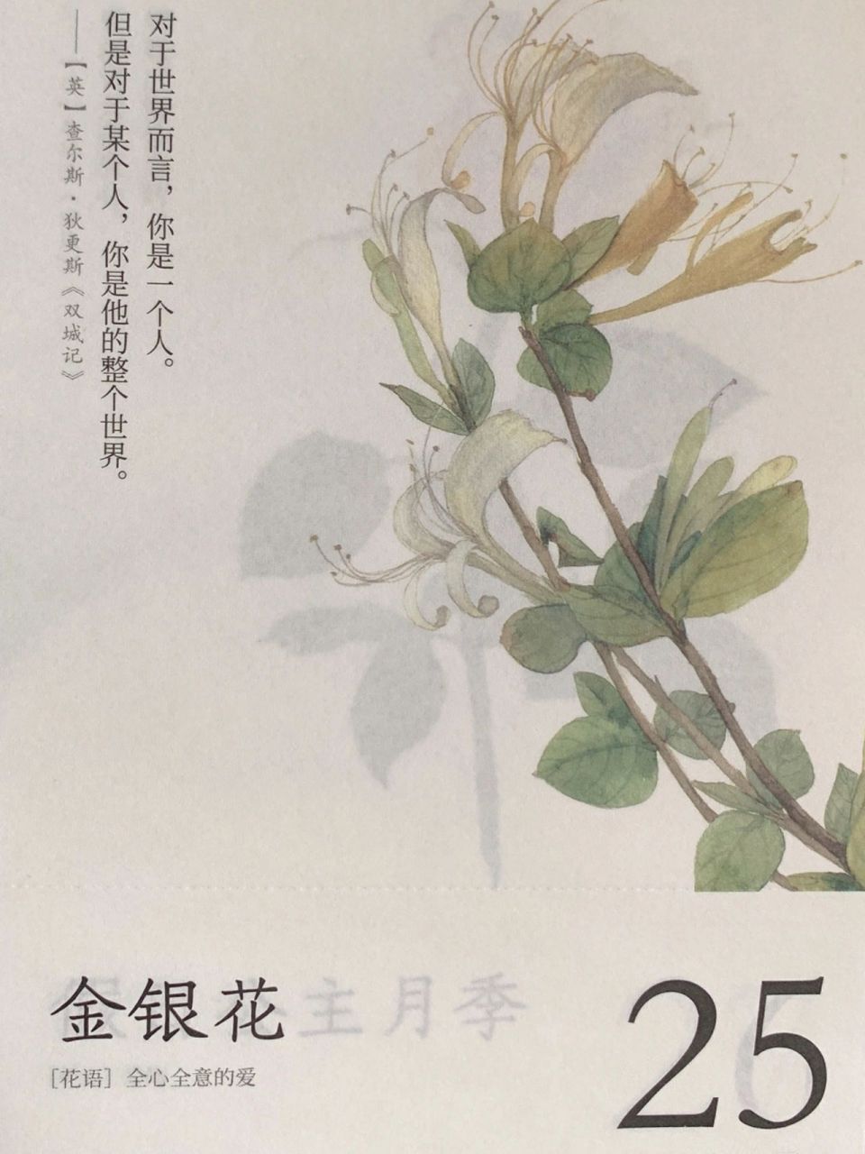 金银花 花语(全心全意的爱)