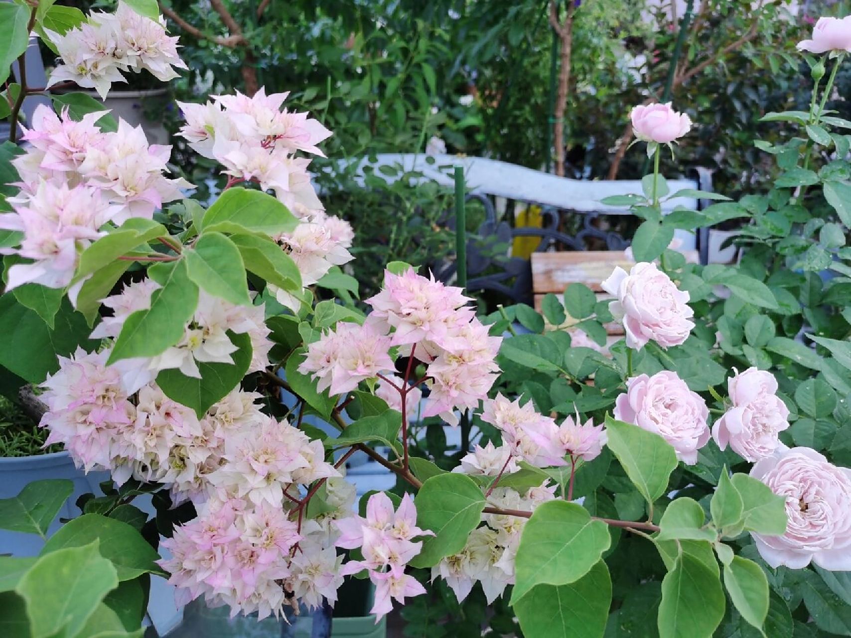 重瓣三角梅怡景/怡锦