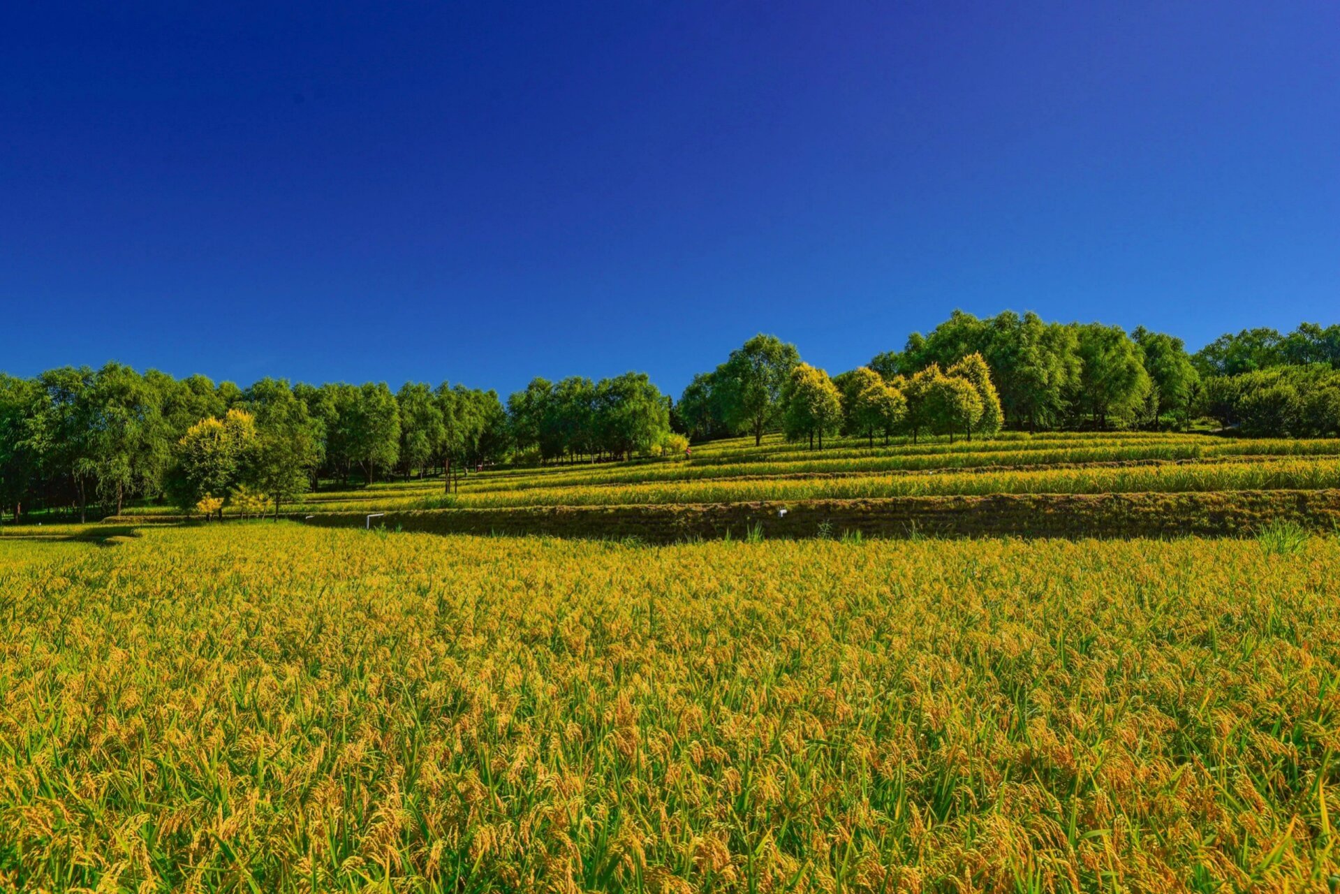 九月北京最具乡村气息的稻田风光大片 京西御稻历史悠久,曾经灌溉稻田