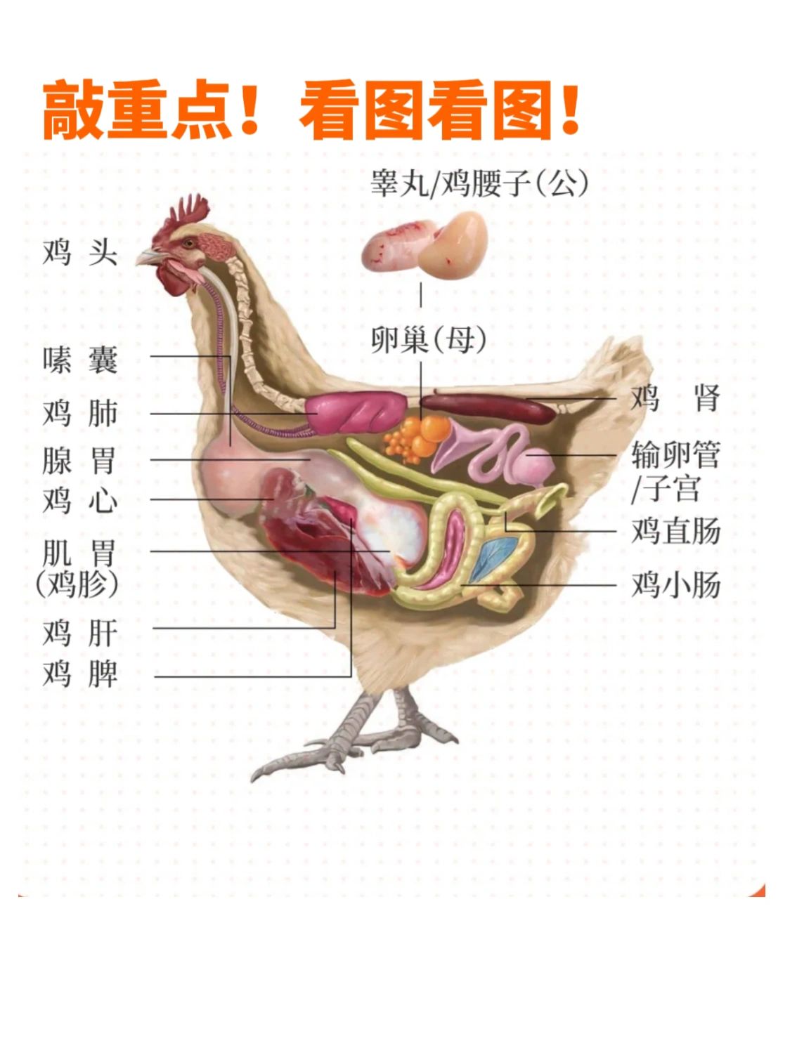 公鸡的繁殖器官在哪里图片